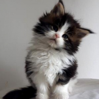 Maine Coon, Kedi  Shaggy Old Of Line Place fotoğrafı