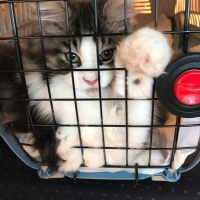 Maine Coon, Kedi  Shaggy Old Of Line Place fotoğrafı