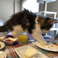 Maine Coon, Kedi  Shaggy Old Of Line Place fotoğrafı