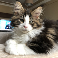 Maine Coon, Kedi  Shaggy Old Of Line Place fotoğrafı