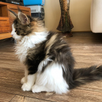 Maine Coon, Kedi  Shaggy Old Of Line Place fotoğrafı