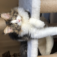 Maine Coon, Kedi  Shaggy Old Of Line Place fotoğrafı