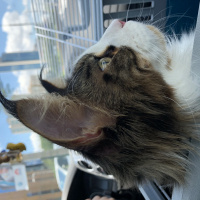 Maine Coon, Kedi  Shaggy Old Of Line Place fotoğrafı