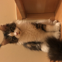 Maine Coon, Kedi  Shaggy Old Of Line Place fotoğrafı