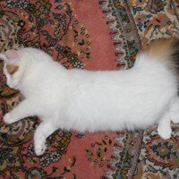 Ankara Kedisi, Kedi  Puki fotoğrafı