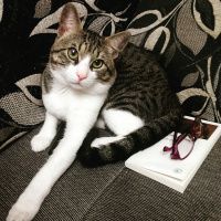 Tekir Kedi, Kedi  Minik fotoğrafı