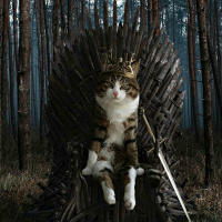 Tekir Kedi, Kedi  Minik fotoğrafı
