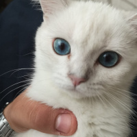 British Shorthair, Kedi  Müezza fotoğrafı