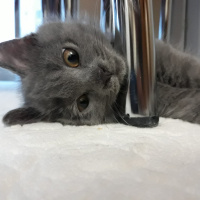 British Shorthair, Kedi  Gölge fotoğrafı