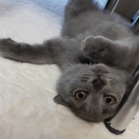 British Shorthair, Kedi  Gölge fotoğrafı