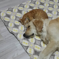 Golden Retriever, Köpek  Aşkar fotoğrafı