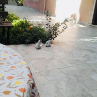Tekir Kedi, Kedi  Nu Nu fotoğrafı