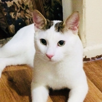 Tekir Kedi, Kedi  Nu Nu fotoğrafı
