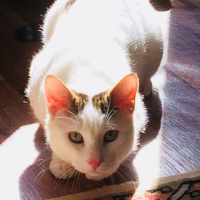 Tekir Kedi, Kedi  Nu Nu fotoğrafı