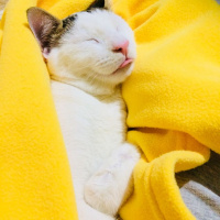 Tekir Kedi, Kedi  Nu Nu fotoğrafı