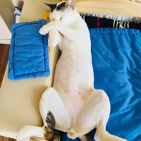 Tekir Kedi, Kedi  Nu Nu fotoğrafı