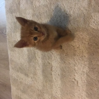 Tekir Kedi, Kedi  Leo fotoğrafı