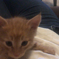 Tekir Kedi, Kedi  Leo fotoğrafı