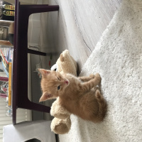 Tekir Kedi, Kedi  Leo fotoğrafı