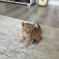 Tekir Kedi, Kedi  Leo fotoğrafı