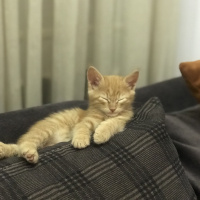 Tekir Kedi, Kedi  Leo fotoğrafı