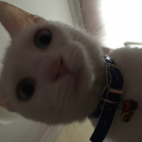 Ankara Kedisi, Kedi  Pamuk fotoğrafı