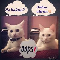 Ankara Kedisi, Kedi  Pamuk fotoğrafı