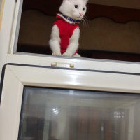 Ankara Kedisi, Kedi  Pamuk fotoğrafı