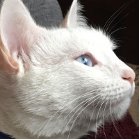 Ankara Kedisi, Kedi  Pamuk fotoğrafı