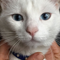 Ankara Kedisi, Kedi  Pamuk fotoğrafı