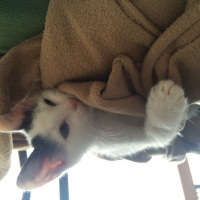 Soke, Kedi  Pamuk fotoğrafı