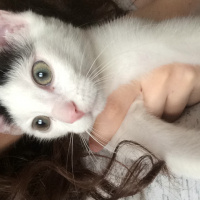 Soke, Kedi  Pamuk fotoğrafı