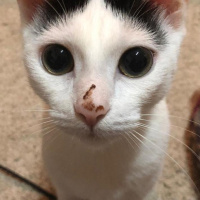 Soke, Kedi  Pamuk fotoğrafı