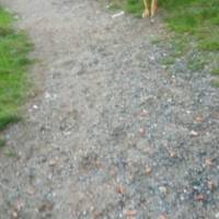 Kangal, Köpek  reis fotoğrafı