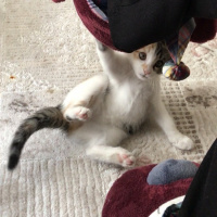 Tekir Kedi, Kedi  Kızım fotoğrafı