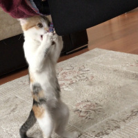 Tekir Kedi, Kedi  Kızım fotoğrafı