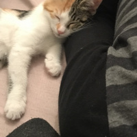 Tekir Kedi, Kedi  Kızım fotoğrafı