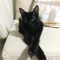 Bombay, Kedi  Gece fotoğrafı