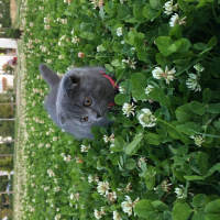 Scottish Fold, Kedi  Çakıl fotoğrafı
