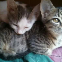 Tekir Kedi, Kedi  Gri fotoğrafı