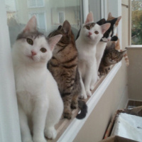 Tekir Kedi, Kedi  Gri fotoğrafı
