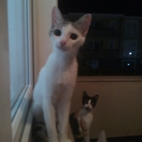 Tekir Kedi, Kedi  Gri fotoğrafı