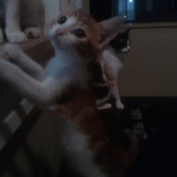 Tekir Kedi, Kedi  Gri fotoğrafı