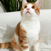 Tekir Kedi, Kedi  Gri fotoğrafı