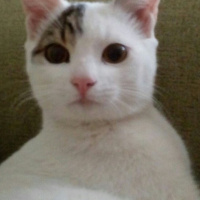 Tekir Kedi, Kedi  Gri fotoğrafı