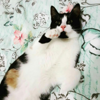 Tekir Kedi, Kedi  Gri fotoğrafı