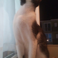 Tekir Kedi, Kedi  Gri fotoğrafı