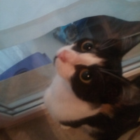Tekir Kedi, Kedi  Gri fotoğrafı
