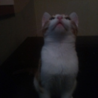 Tekir Kedi, Kedi  Gri fotoğrafı
