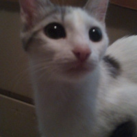 Tekir Kedi, Kedi  Gri fotoğrafı
